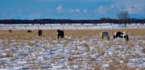 Fairview Lamas and Horses in Spring Sunlight - Rendering 2