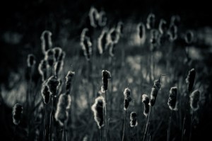 Cattails 18 - High Level, Alberta