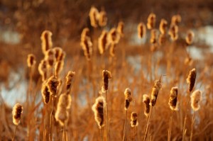 Cattails 17 - High Level, Alberta
