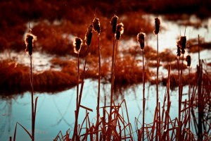 Cattails 1 - High Level, Alberta