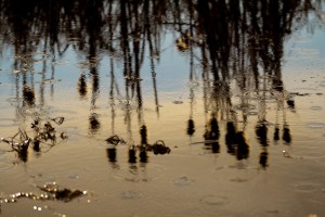 Cattails 2 - High Level, Alberta