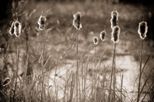 Cattails 3 - High Level, Alberta