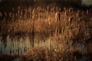 Cattails 5 - High Level, Alberta