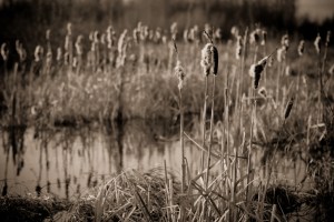 Cattails 6 - High Level, Alberta