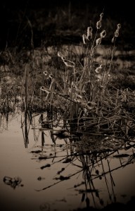Cattails 9 - High Level, Alberta
