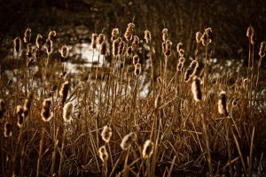Cattails 10 - High Level, Alberta