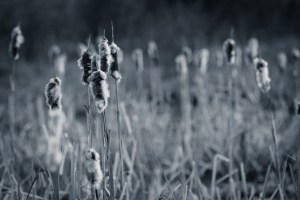 Cattails 11 - High Level, Alberta