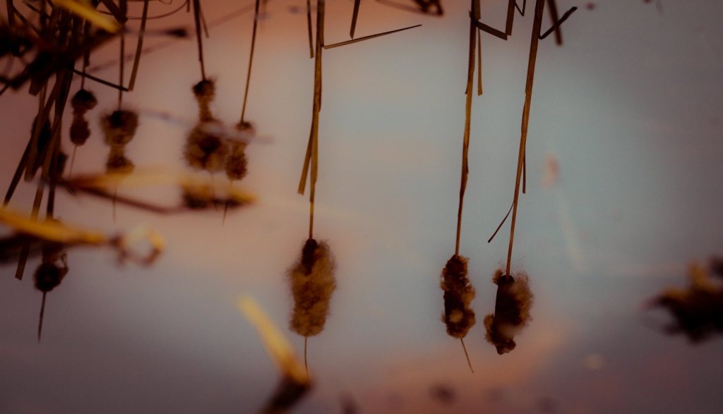 Cattails within Reflection