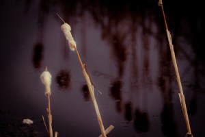 Cattails 15 - High Level, Alberta