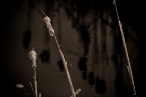 Cattails 14 - High Level, Alberta