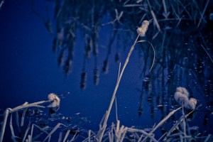 Cattails 16 - High Level, Alberta