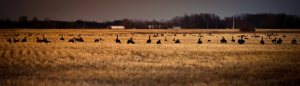 Canada Geese 1 - High Level, Alberta