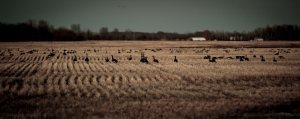 Canada Geese 2 - High Level, Alberta