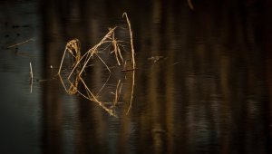Reflection 1 - High Level, Alberta