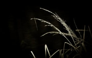 Reflection 3 - High Level, Alberta