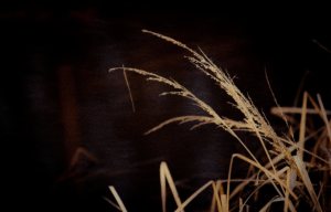 Reflection 4 - High Level, Alberta