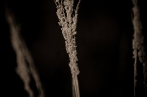 Flora 1 - High Level, Alberta