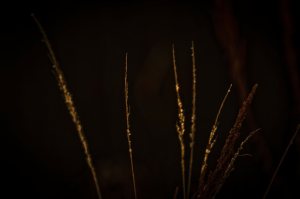 Flora 3 - High Level, Alberta