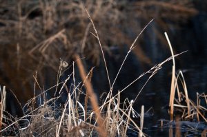 Flora 6 - High Level, Alberta