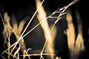 Flora 7 - High Level, Alberta