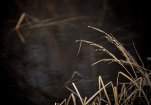 Reflection 7 - High Level, Alberta