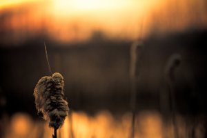 Cattails - Fort Vermilion North Settlement 1