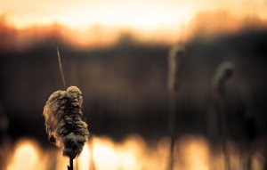 Cattails - Fort Vermilion North Settlement 3