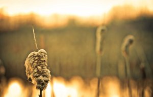 Cattails - Fort Vermilion North Settlement 2