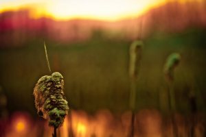 Cattails - Fort Vermilion North Settlement 4