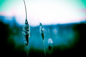 Cattails - Fort Vermilion North Settlement 6