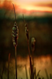 Cattails - Fort Vermilion North Settlement 7