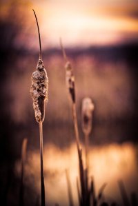 Cattails - Fort Vermilion North Settlement 8