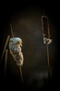 Cattails - Fort Vermilion North Settlement 9