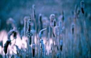 Cattails - Fort Vermilion North Settlement 11