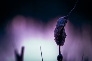 Cattails - Fort Vermilion North Settlement 15
