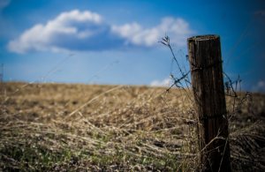 Fence Post - Sangudo, Alberta