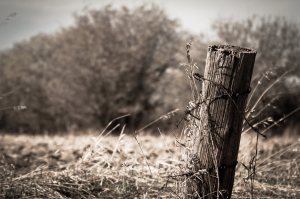 Fence Post 2 - Sangudo, Alberta