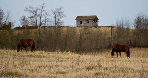 Horses and Derelict House - Onoway, Alberta