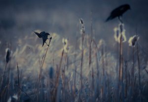 Birds and Cattails - Onoway, Alberta