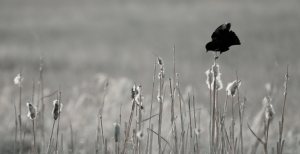 Bird and Cattails 3 - Onoway, Alberta
