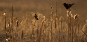 Bird and Cattails - Onoway, Alberta