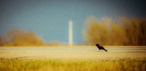 Bird on Road - Onoway, Alberta