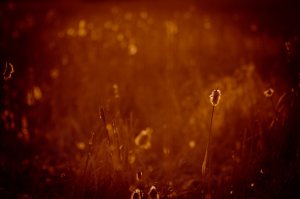 Cattails 2 - Onoway, Alberta