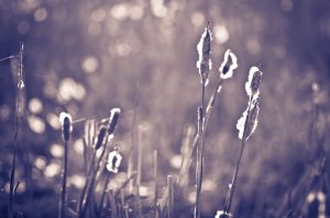 Cattails - Onoway, Alberta