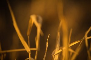 Straw 2 - Onoway, Alberta