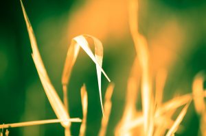 Straw - Onoway, Alberta