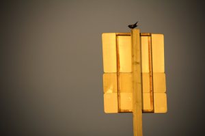 Bird on Sign - Onoway, Alberta