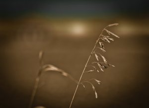 Homestead 2 - Grimshaw, Alberta