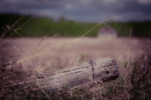 Homestead 7 - Grimshaw, Alberta