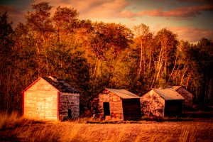 Granaries 4 - Sexsmith, Alberta